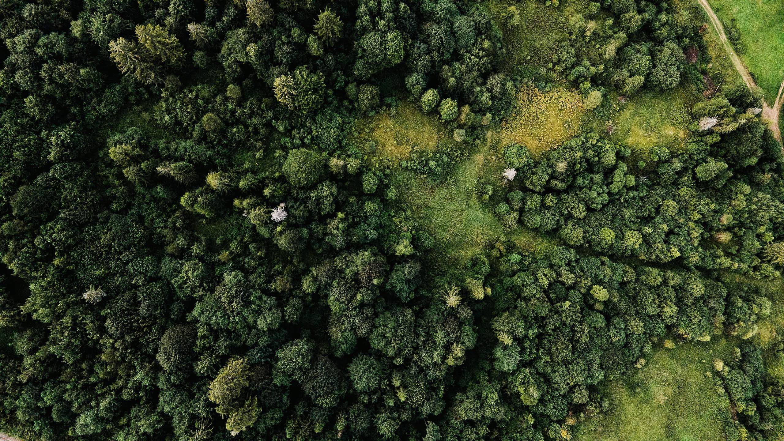Forest canopy from above