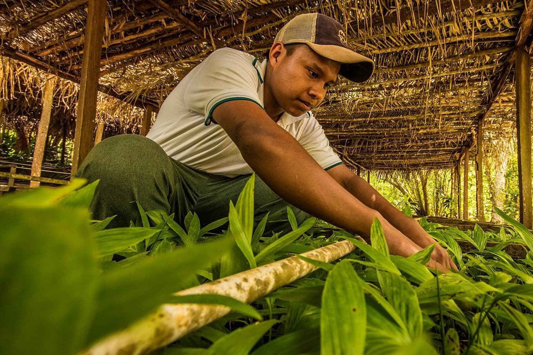 A worker tending to young plants in a nursery shelter
